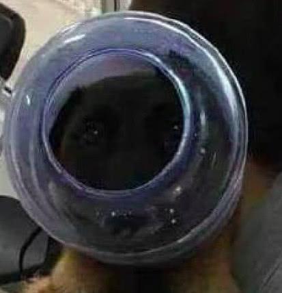 视频宣传片制作公司 一只瓢虫偶然落在显微镜上