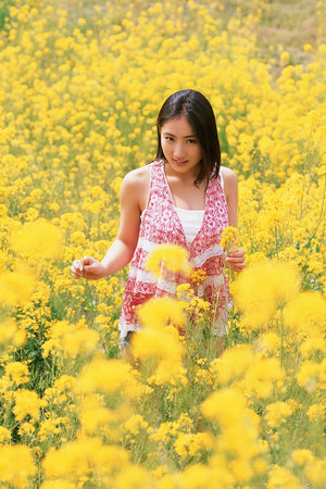 佐罗啄木鸟 黄白色的佐罗啄木前额和脸颊